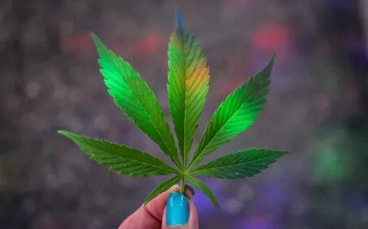 Woman holding a cannabis leaf on satliva.com